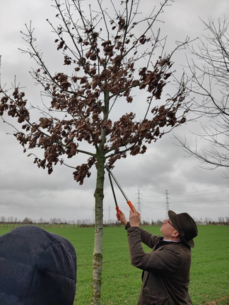 Alignement arbre Chene Stree 23-03-2023 02