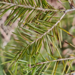 Gestion de la forêt