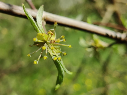 Cornus-mas Haie-double Brise-vent Senonchamp Chsee-Romaine 04-05-2023 02