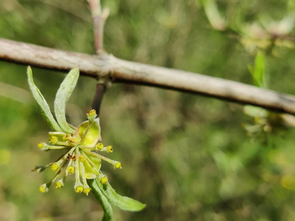 Cornus-mas Haie-double Brise-vent Senonchamp Chsee-Romaine 04-05-2023 03