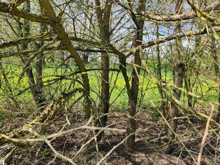 Orme champetre Haie-double Brise-vent Senonchamp Chsee-Romaine 04-05-2023 02