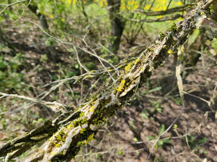 Orme champetre Haie-double Brise-vent Senonchamp Chsee-Romaine 04-05-2023 03