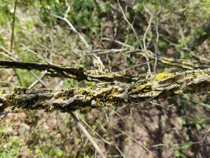 Orme champetre Haie-double Brise-vent Senonchamp Chsee-Romaine 04-05-2023 04