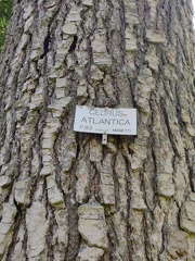 Cedrus atlantica Arboretum St-Michel 03-06-2023 01