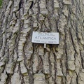 Cedrus_atlantica_Arboretum_St-Michel_03-06-2023_01.jpg