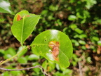 Prunus serotina Arboretum St-Michel 03-06-2023 01