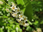 Prunus serotina Arboretum St-Michel 03-06-2023 11