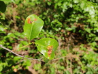 Prunus serotina Arboretum St-Michel 03-06-2023 02