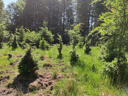 hetres 30-50 ans broutes-en-permance 03-06-2023 02