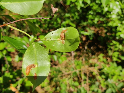 Prunus serotina Arboretum St-Michel 03-06-2023 04