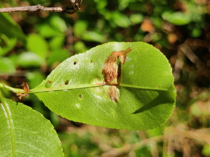 Prunus serotina Arboretum St-Michel 03-06-2023 05