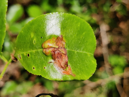 Prunus serotina Arboretum St-Michel 03-06-2023 06