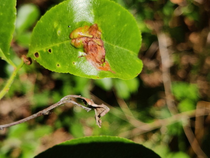 Prunus serotina Arboretum St-Michel 03-06-2023 07