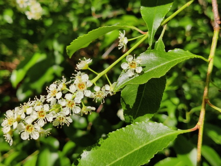 Prunus serotina Arboretum St-Michel 03-06-2023 08