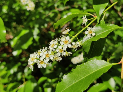 Prunus serotina Arboretum St-Michel 03-06-2023 09