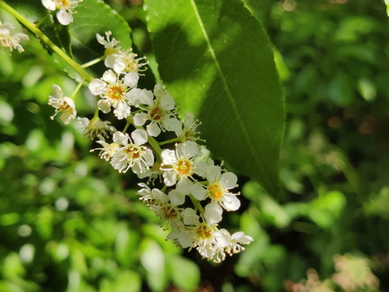 Prunus serotina Arboretum St-Michel 03-06-2023 10