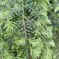 Tsuga heterophylla Arboretum St-Michel 03-06-2023 02