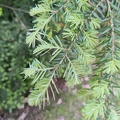 Tsuga heterophylla Arboretum St-Michel 03-06-2023 03