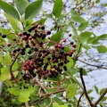 Sambucus nigra fruits 08-2023 03