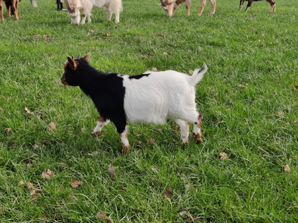 chevres Heid-des-Gattes 03-03-24 08