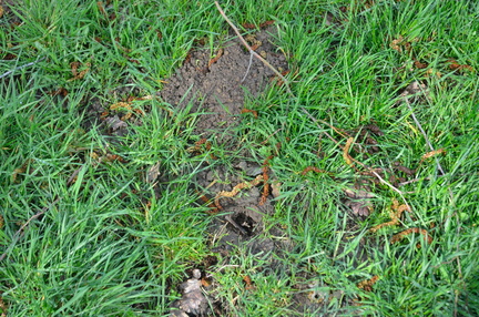 LutteCampagnols 2019-03-08 29
