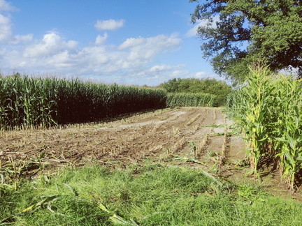 maïs Sprimont 15-09-2025 01