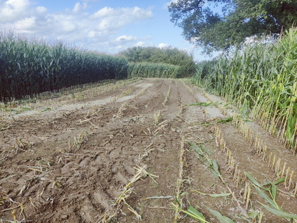 maïs Sprimont 15-09-2025 04