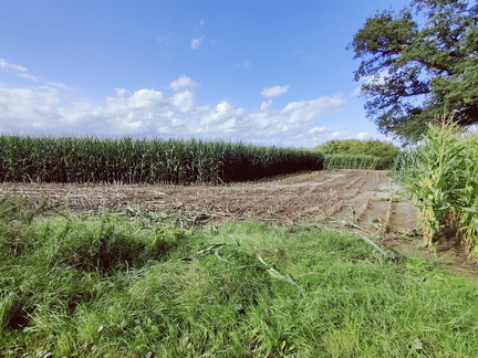 maïs Sprimont 15-09-2025 02