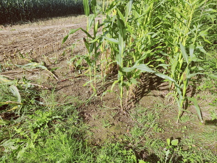 maïs Sprimont 15-09-2025 03
