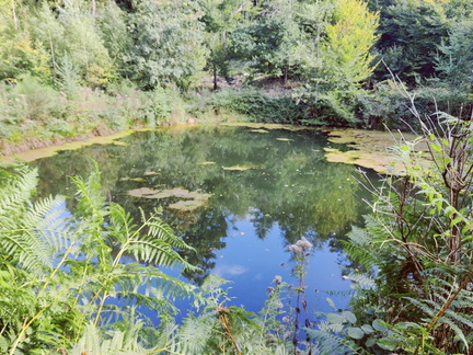 etang foret Bois-de-Warnoumont 15-09-2025 01