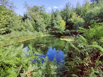 etang foret Bois-de-Warnoumont 15-09-2025 02