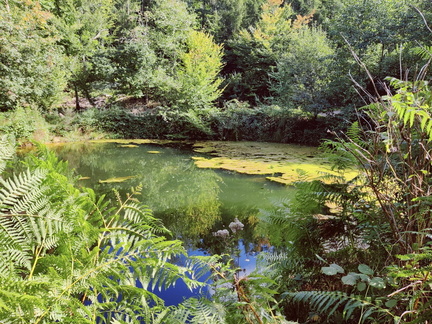 etang foret Bois-de-Warnoumont 15-09-2025 03