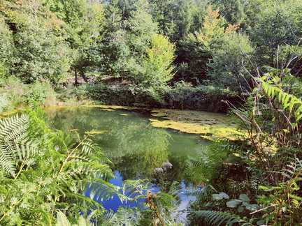 etang foret Bois-de-Warnoumont 15-09-2025 04