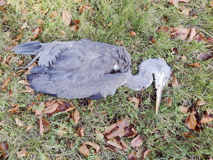 Heron mort Sprimont 01-2026 (1)