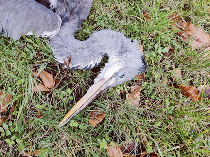 Heron mort Sprimont 01-2026 (2)