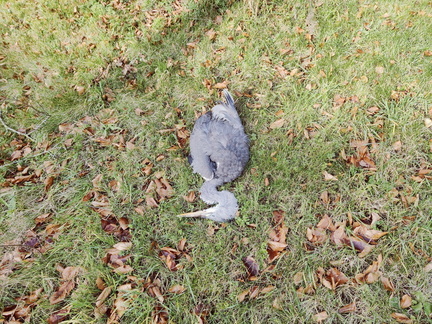 Heron mort Sprimont 01-2026 (3)